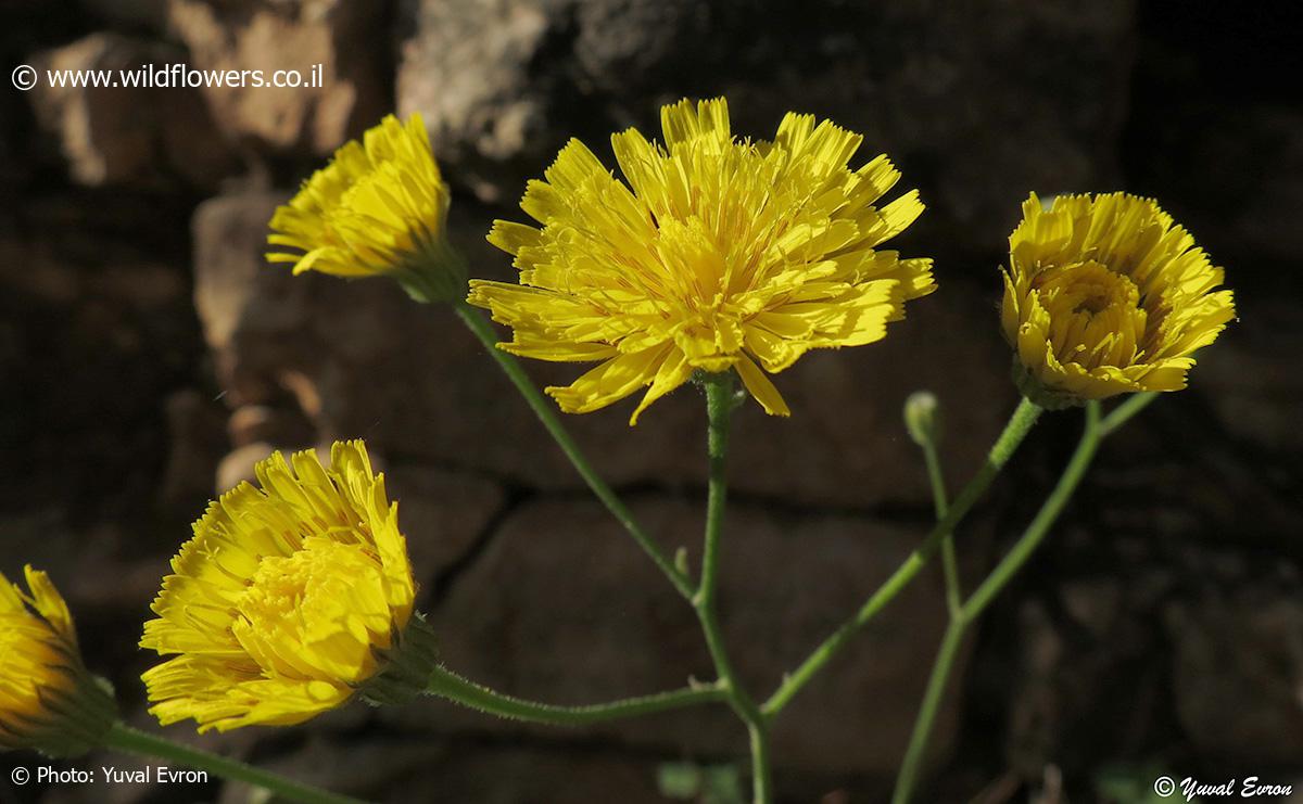 Crepis hierosolymitana