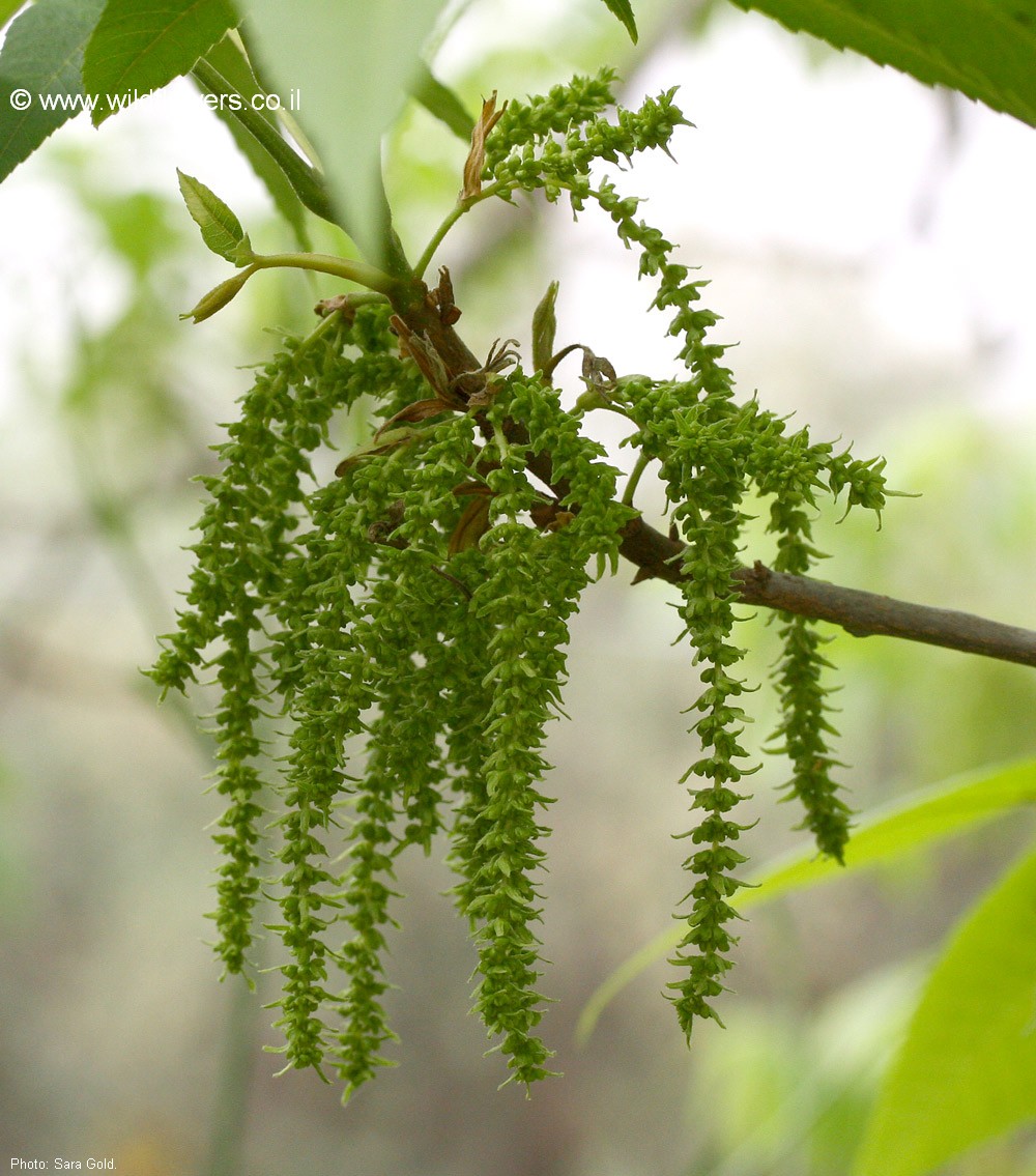 Carya  illinoinensis