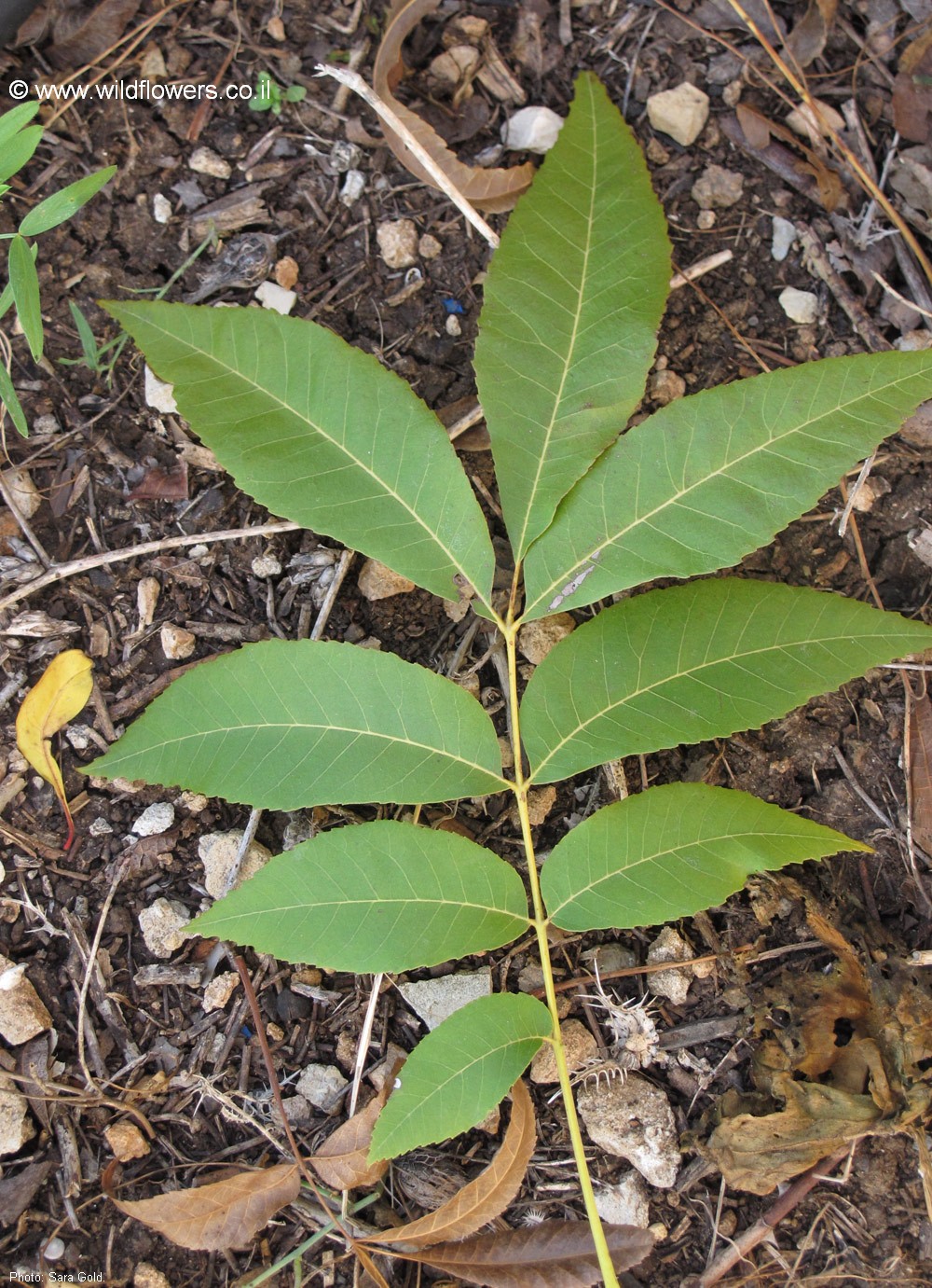 Carya  illinoinensis