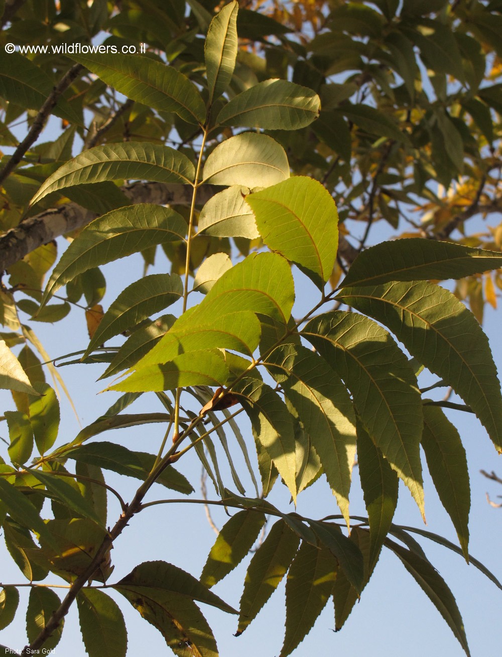 Carya  illinoinensis