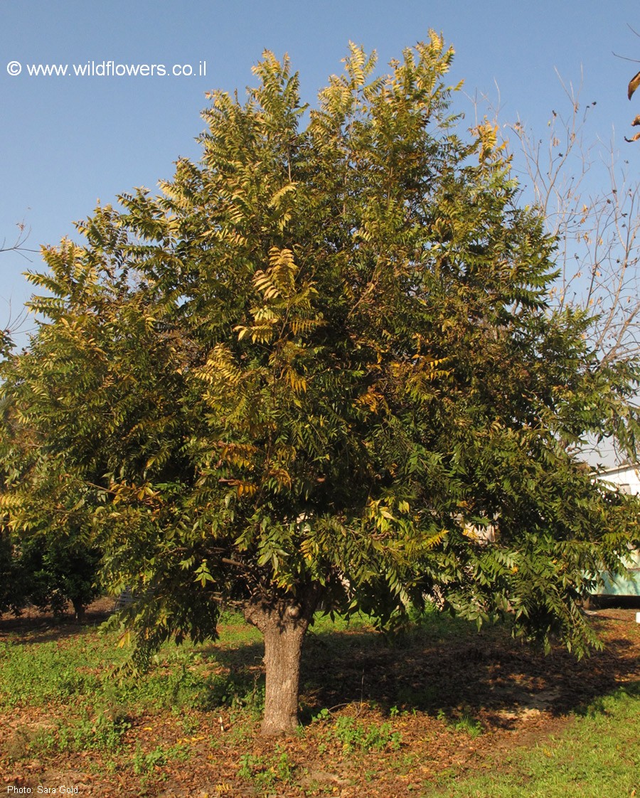 Carya  illinoinensis