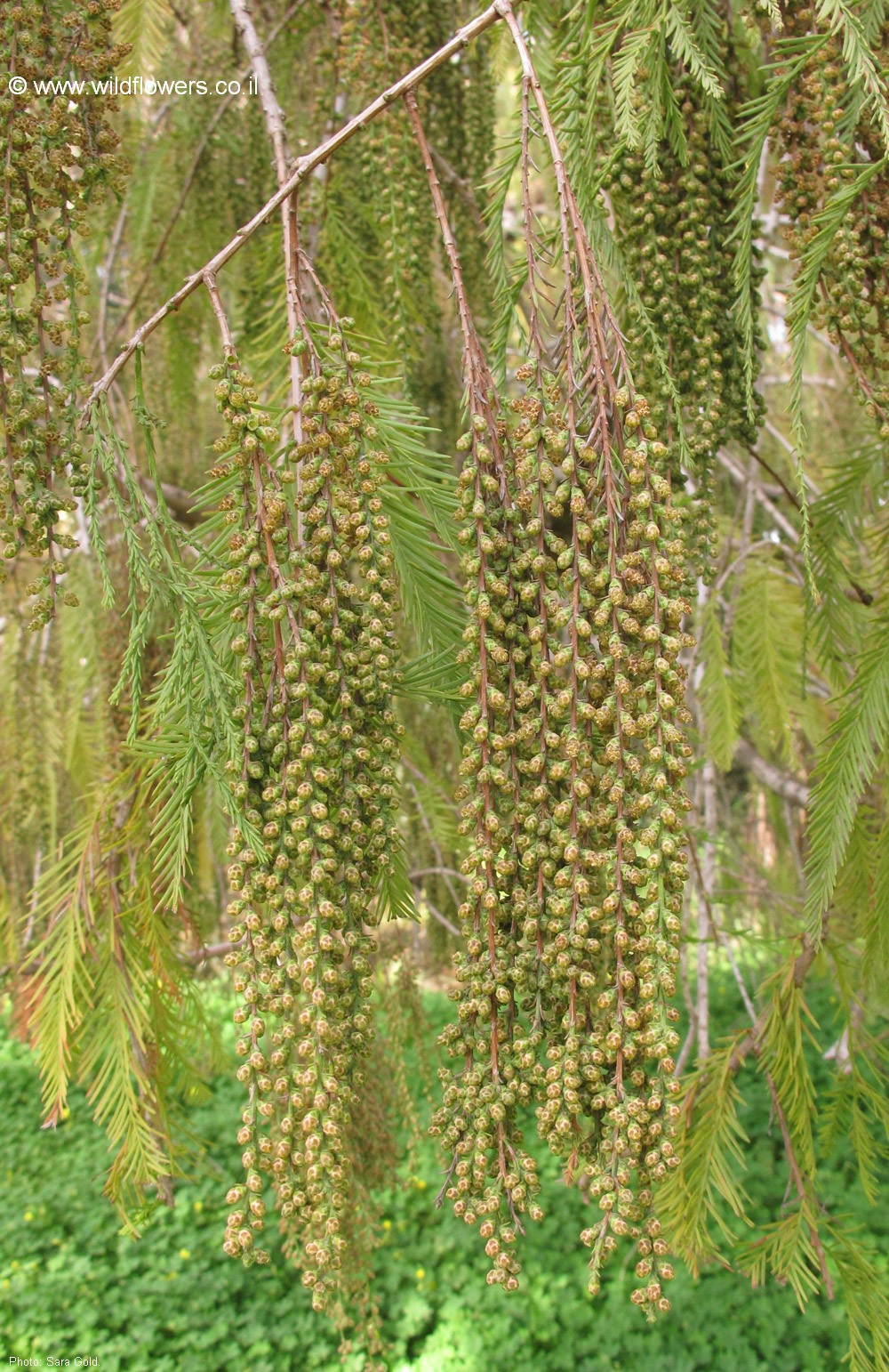 Taxodium  distichum