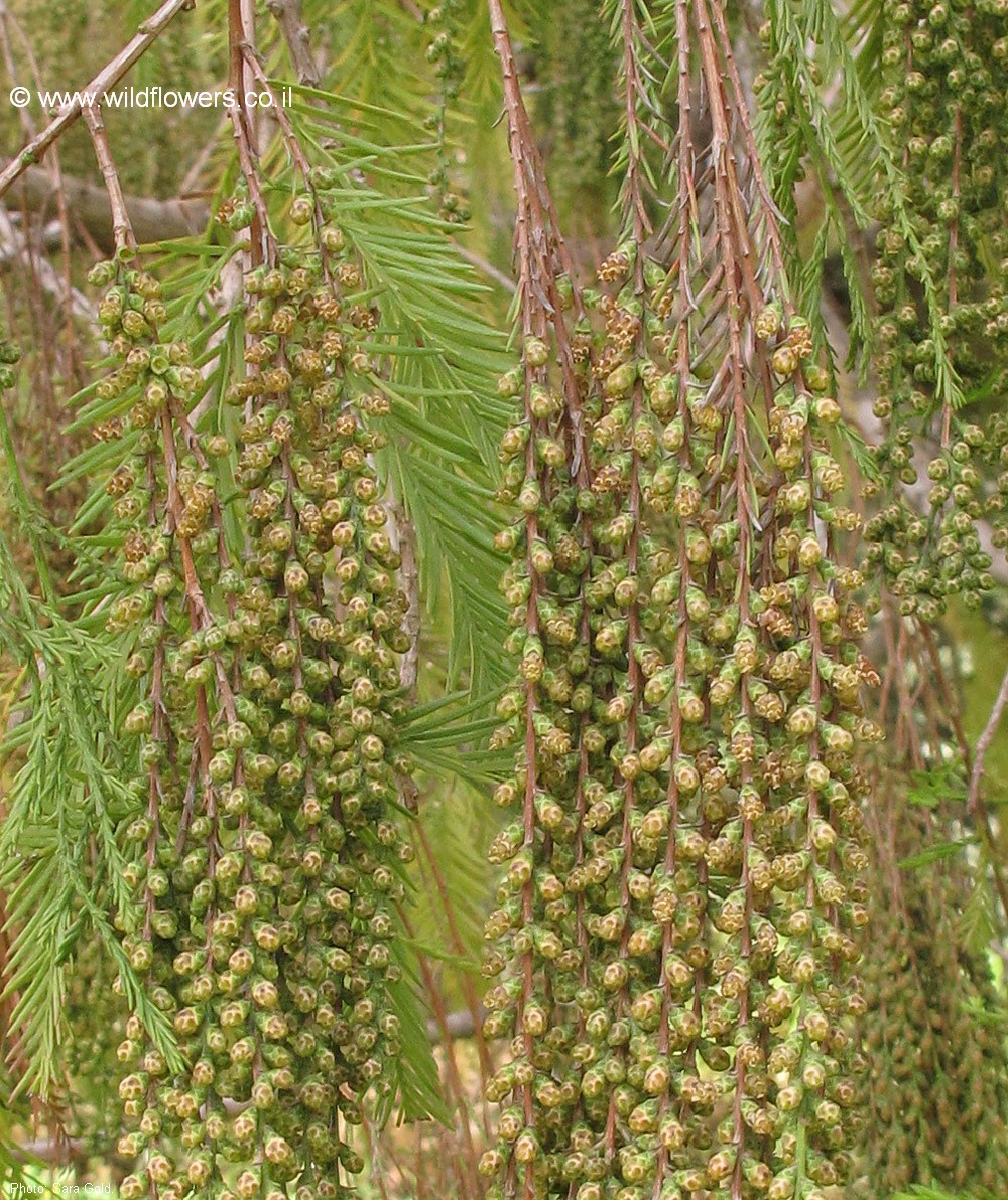 Taxodium  distichum