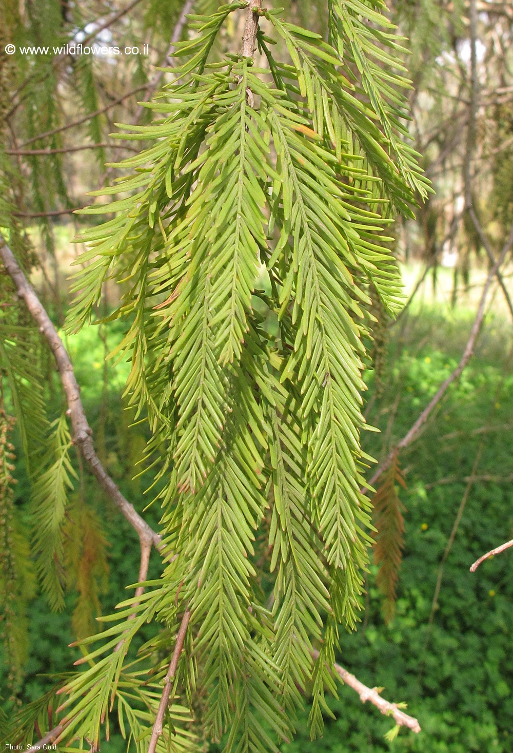 Taxodium  distichum