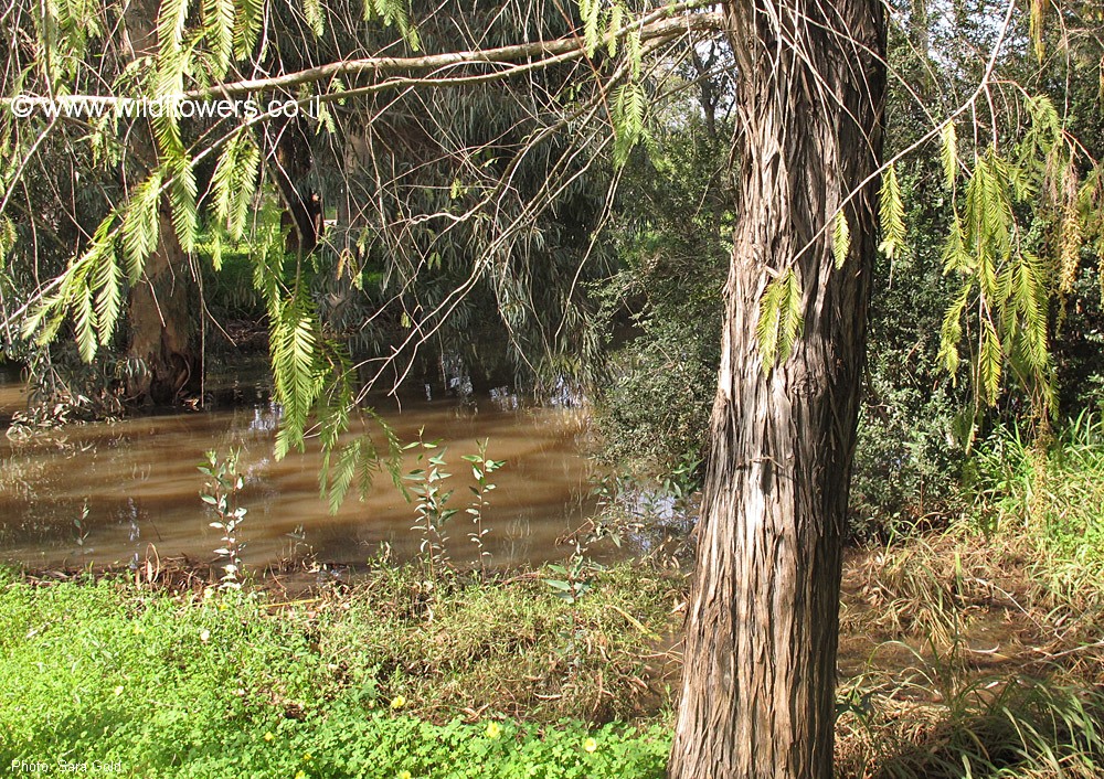 Taxodium  distichum