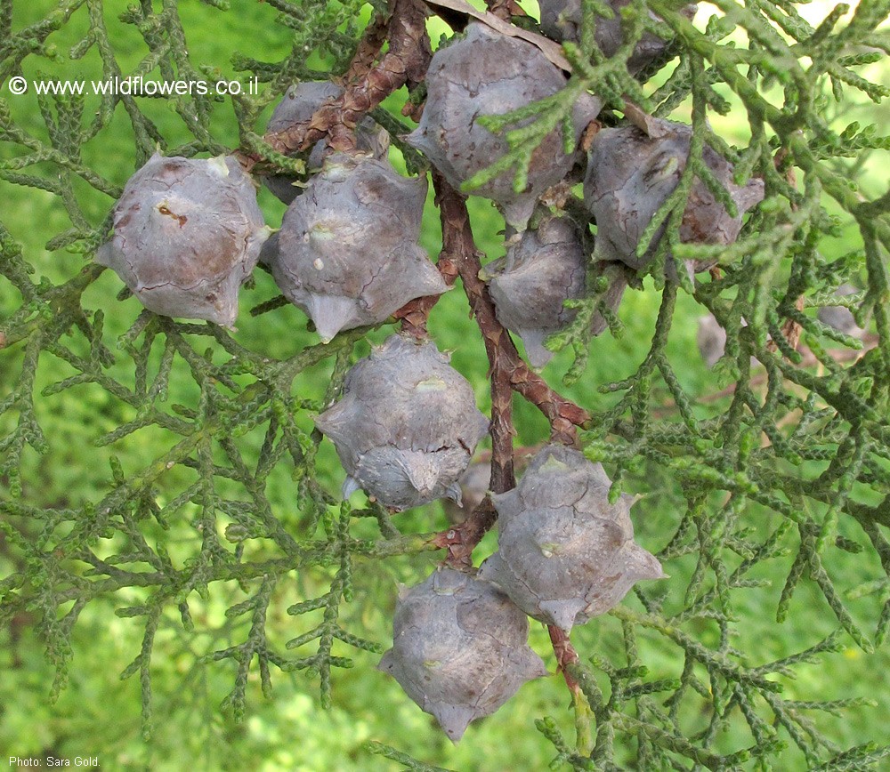 Cupressus  lusitanica