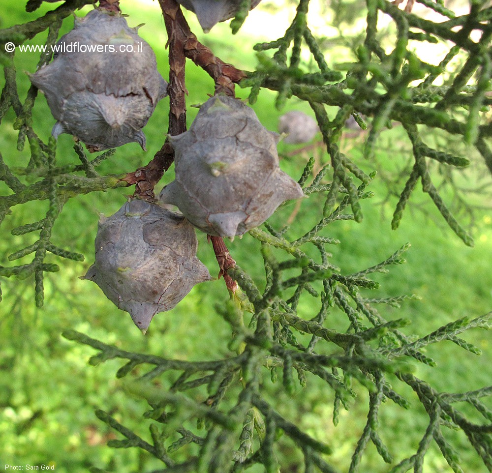 Cupressus  lusitanica