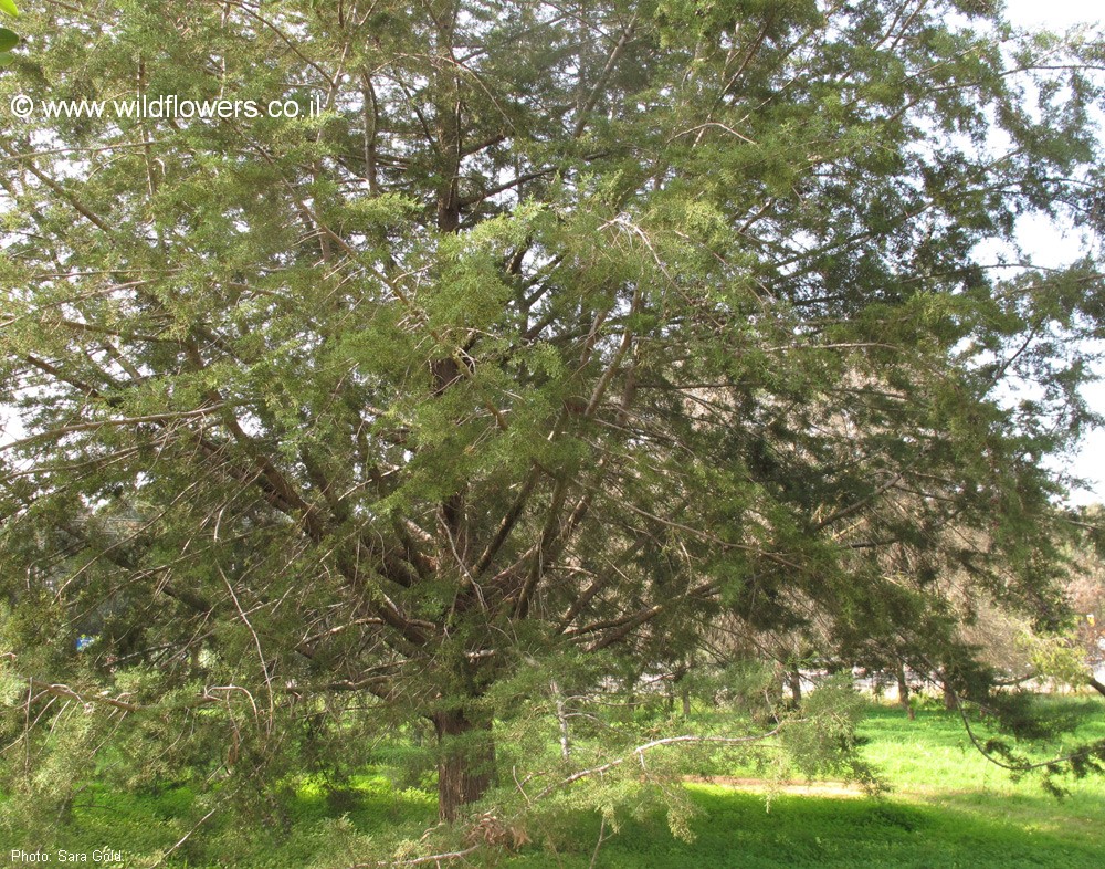 Cupressus  lusitanica