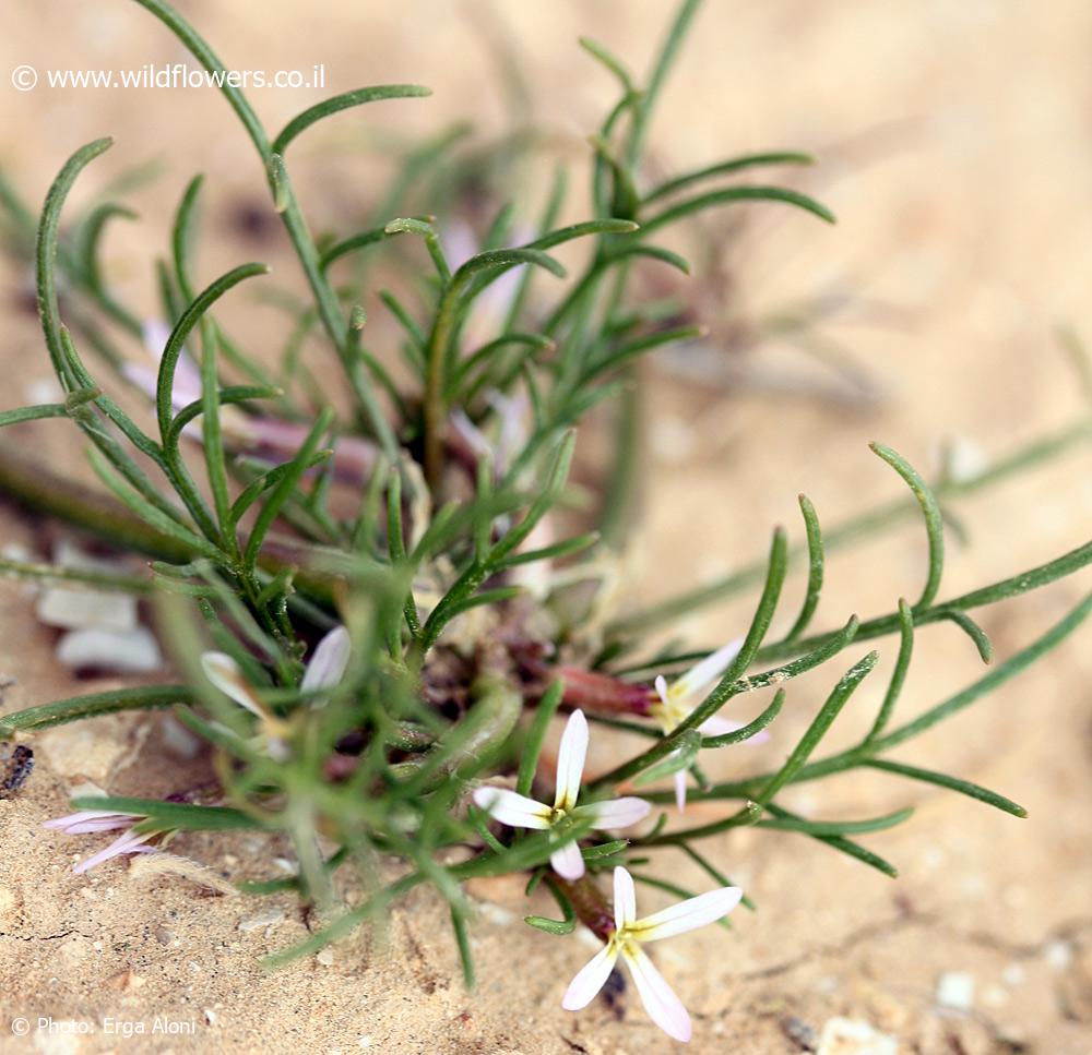 Leptaleum filifolium