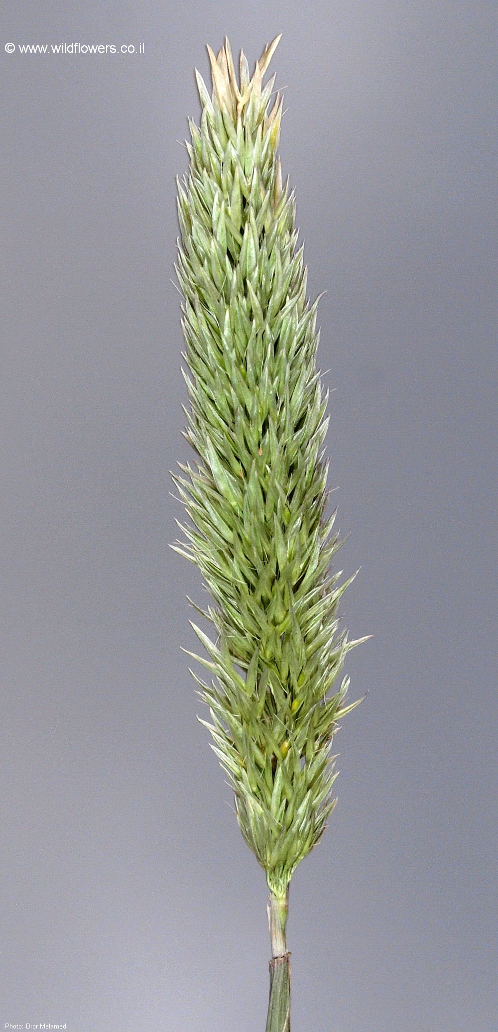 Triplachne nitens