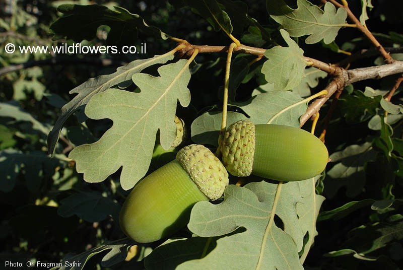 Quercus pedunculiflora