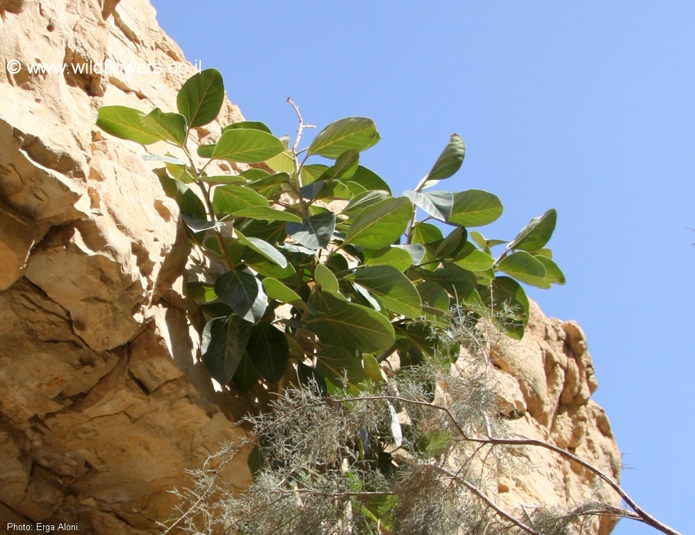 Ficus benghalensis