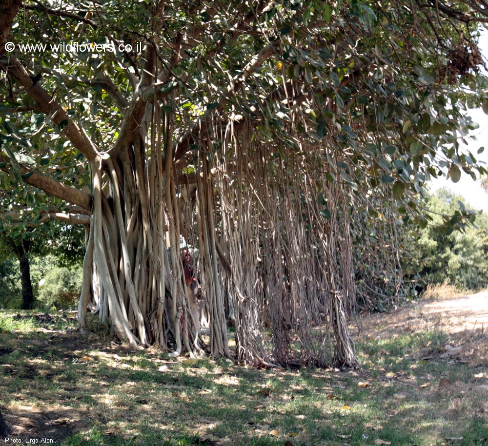 Ficus benghalensis