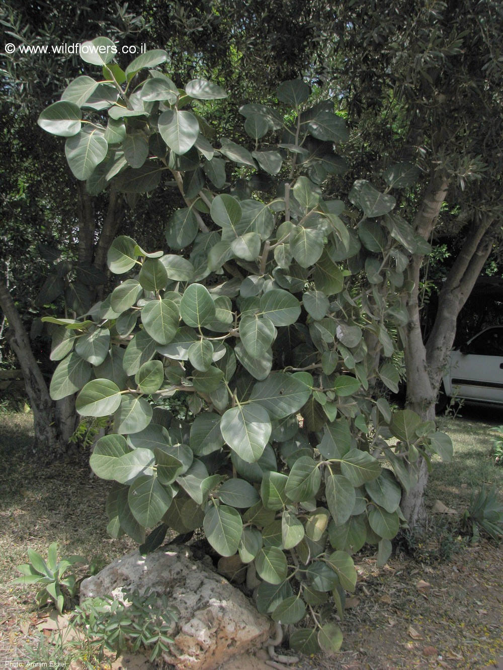 Ficus benghalensis