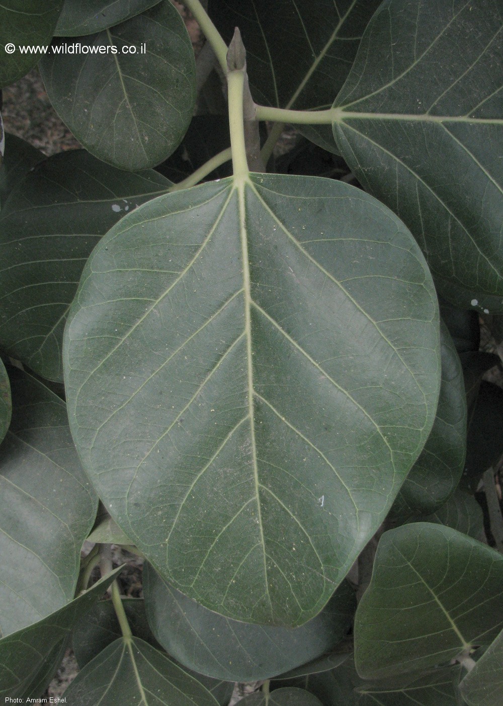 Ficus benghalensis