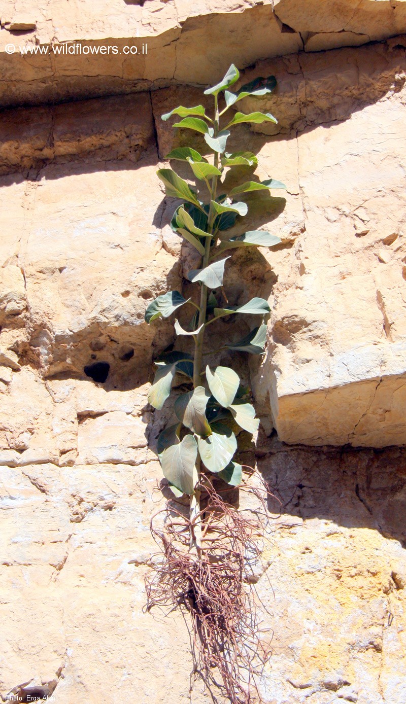 Ficus benghalensis