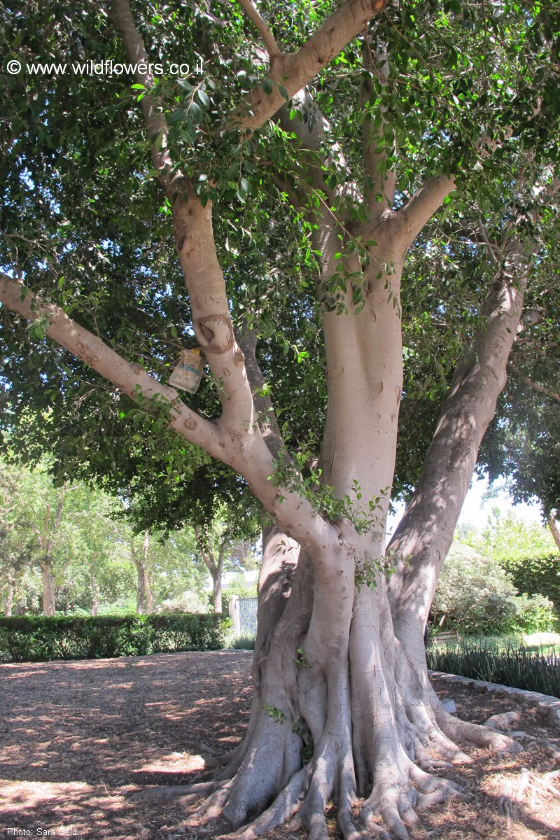 Ficus microcarpa