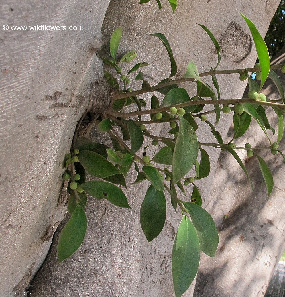 Ficus microcarpa