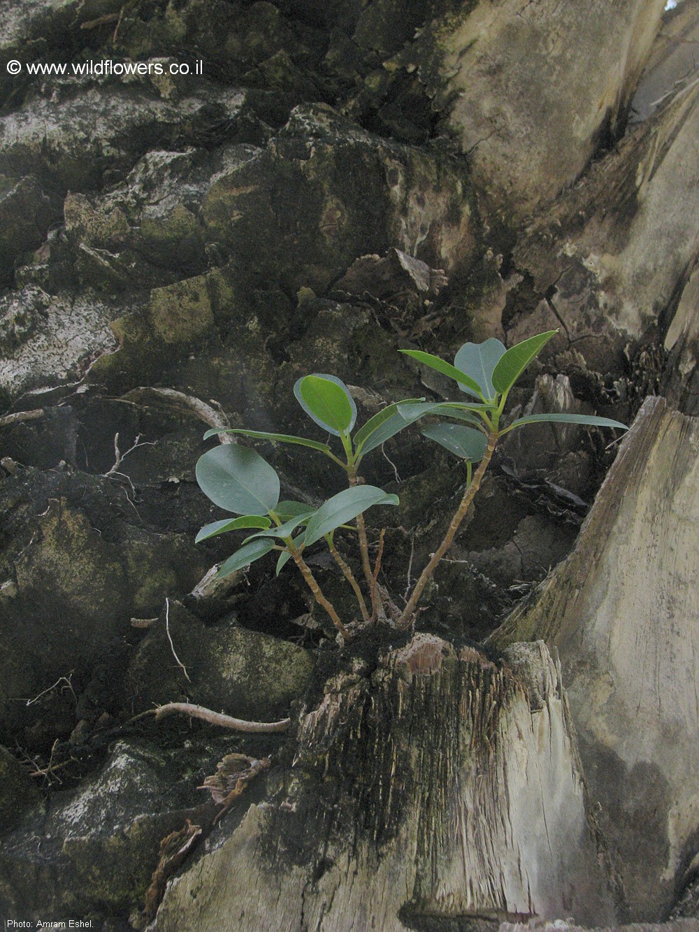 Ficus microcarpa