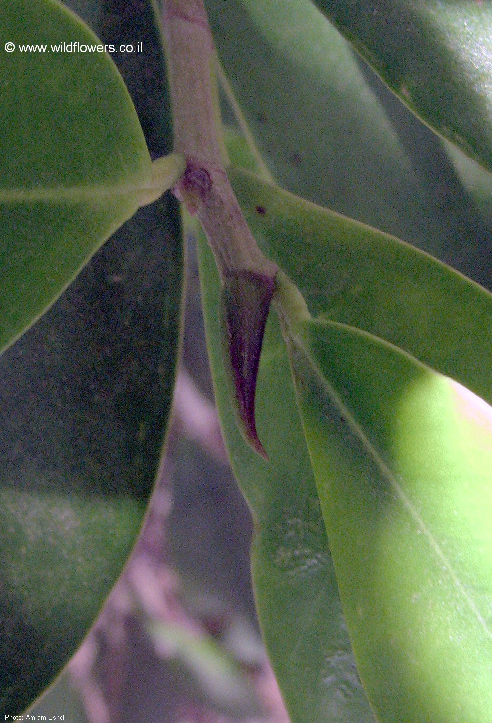 Ficus microcarpa