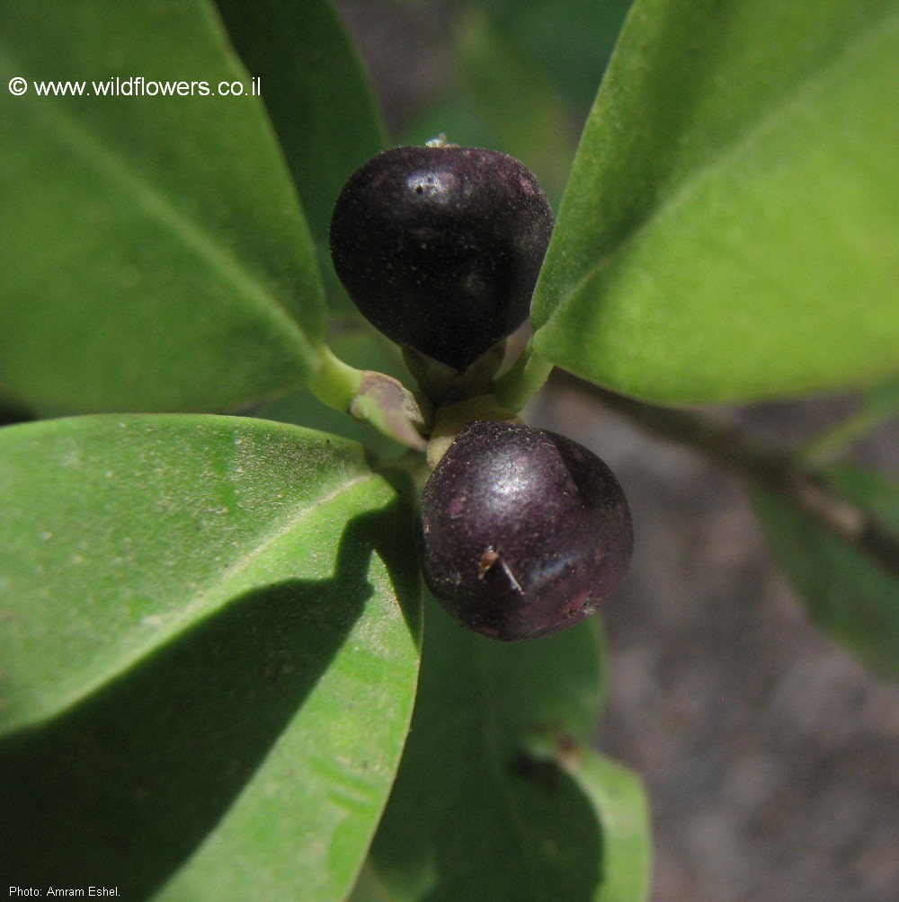 Ficus microcarpa