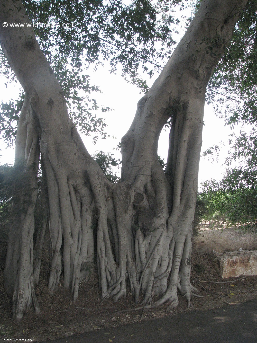 Ficus microcarpa