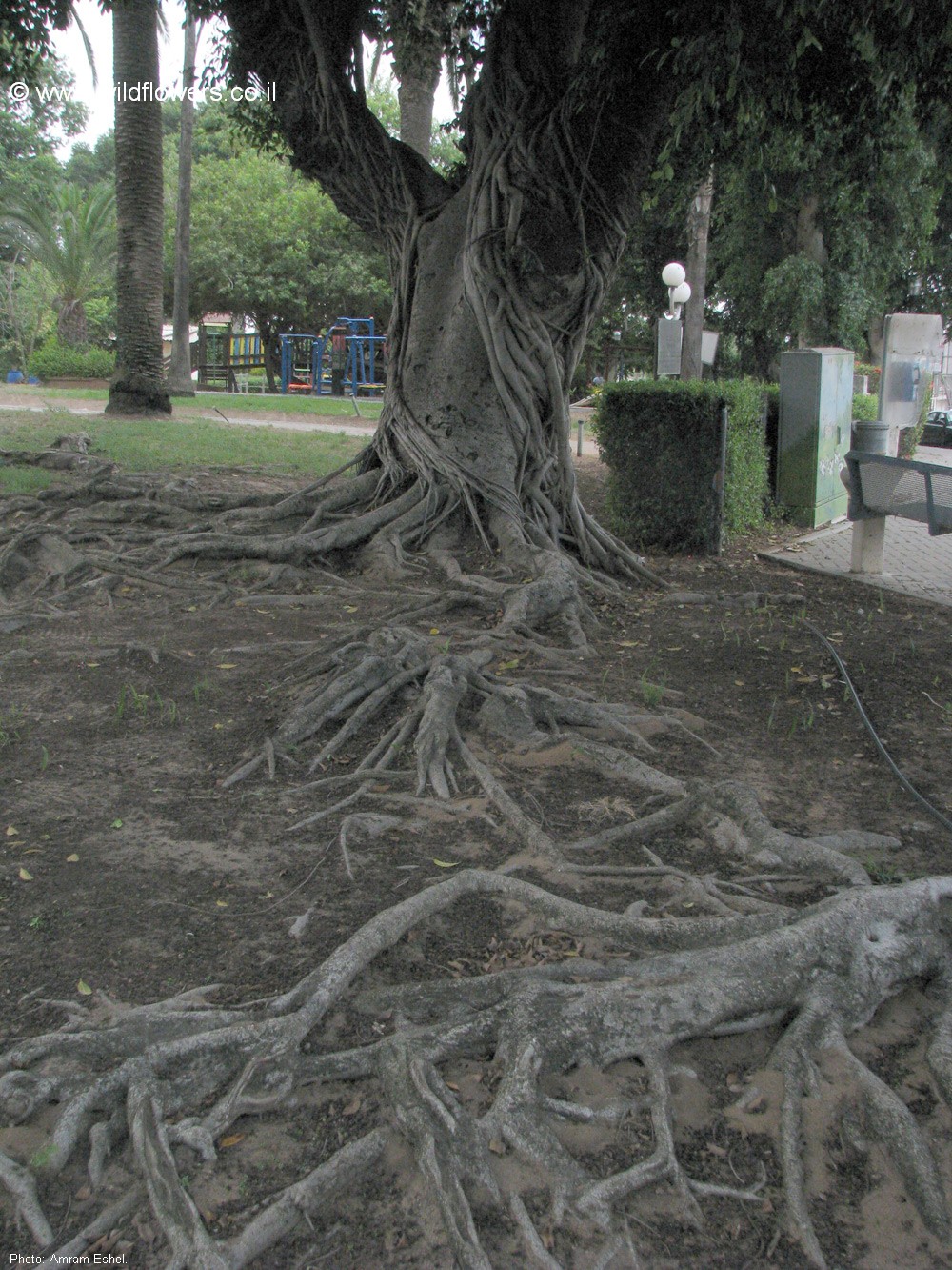 Ficus microcarpa