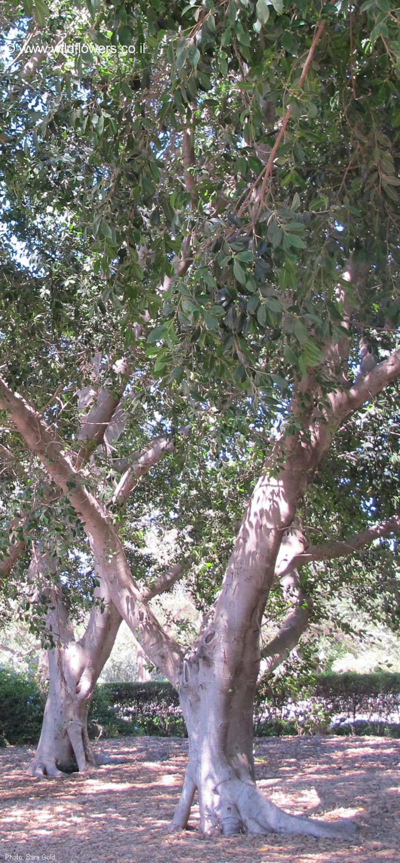 Ficus microcarpa