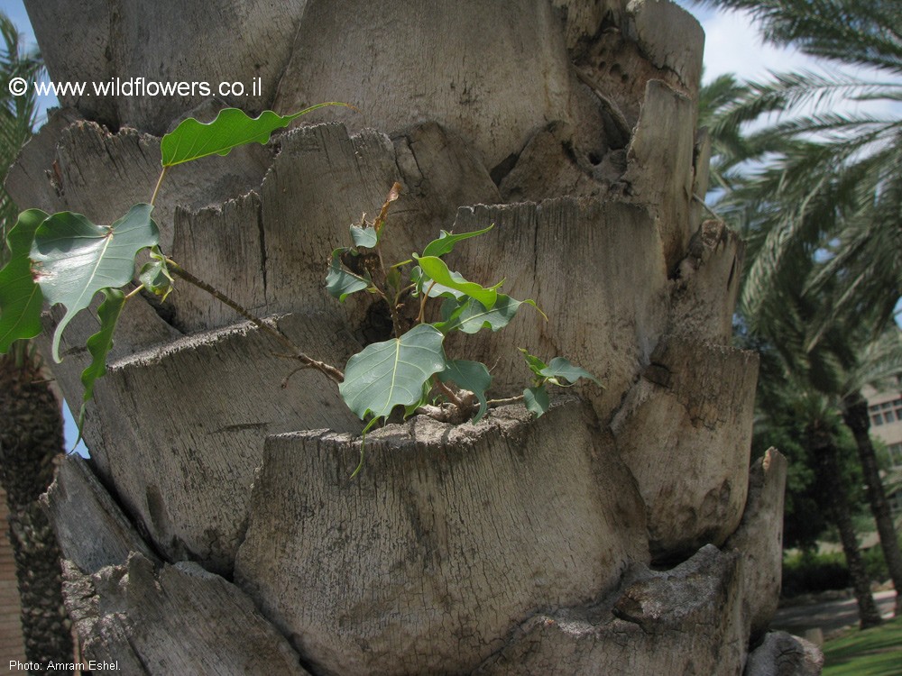 Ficus religiosa