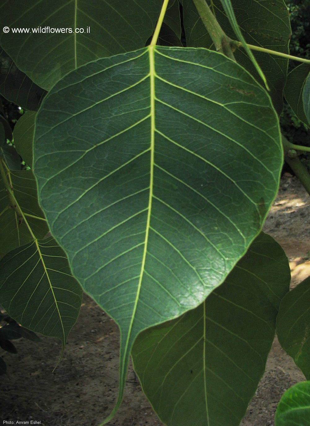 Ficus religiosa