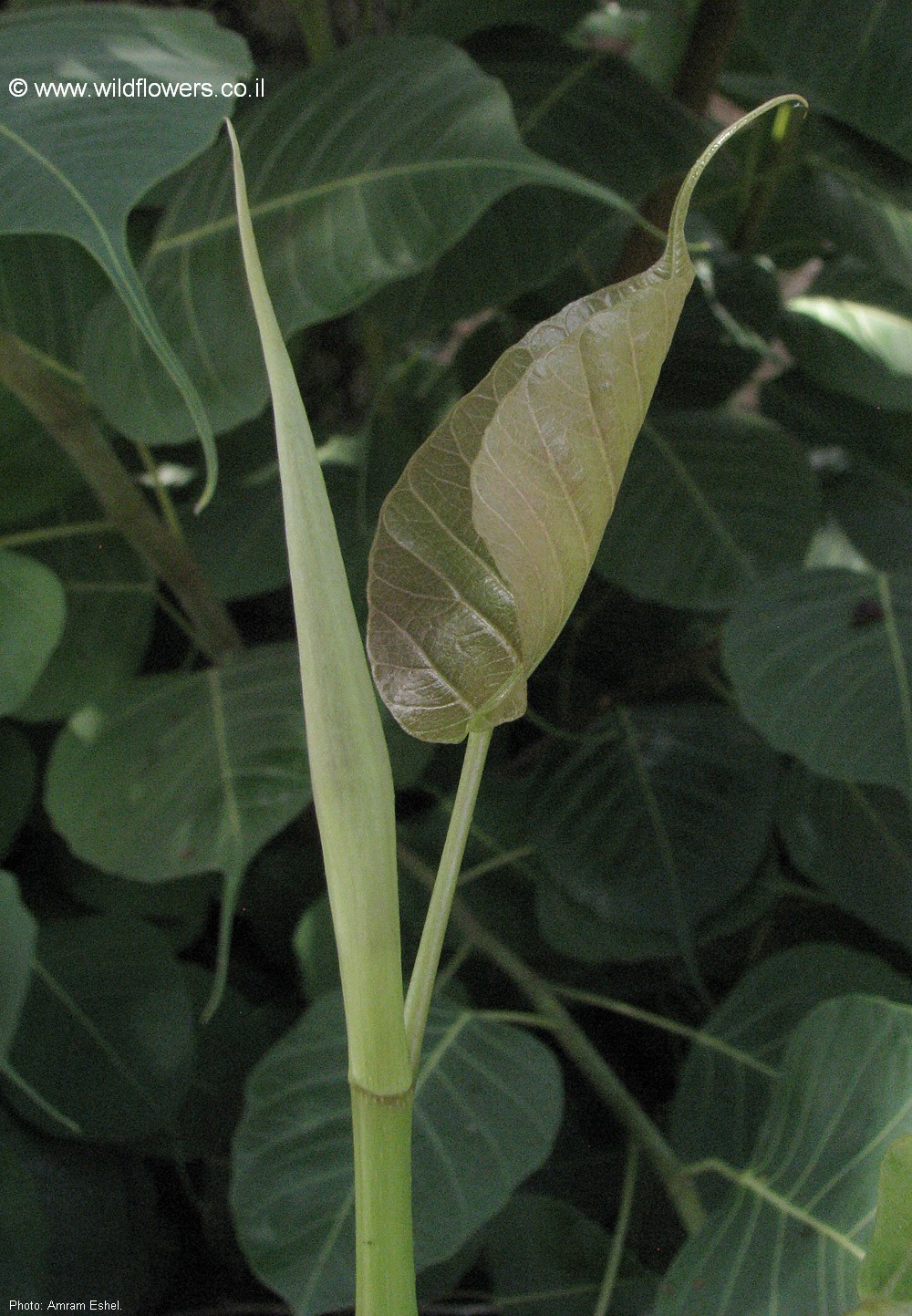 Ficus religiosa