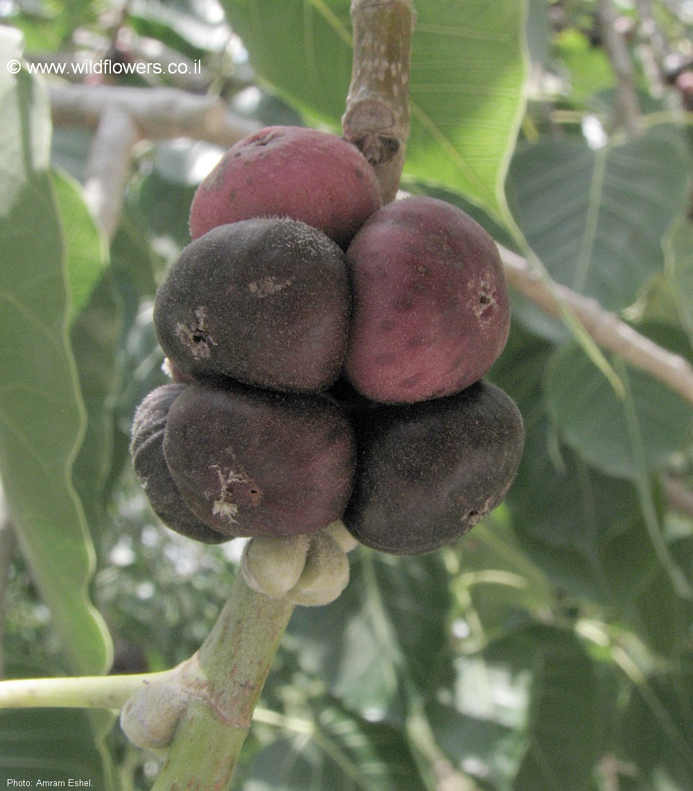 Ficus religiosa