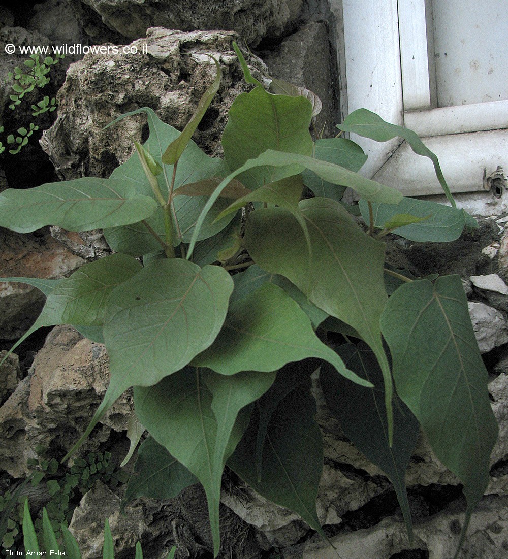 Ficus religiosa