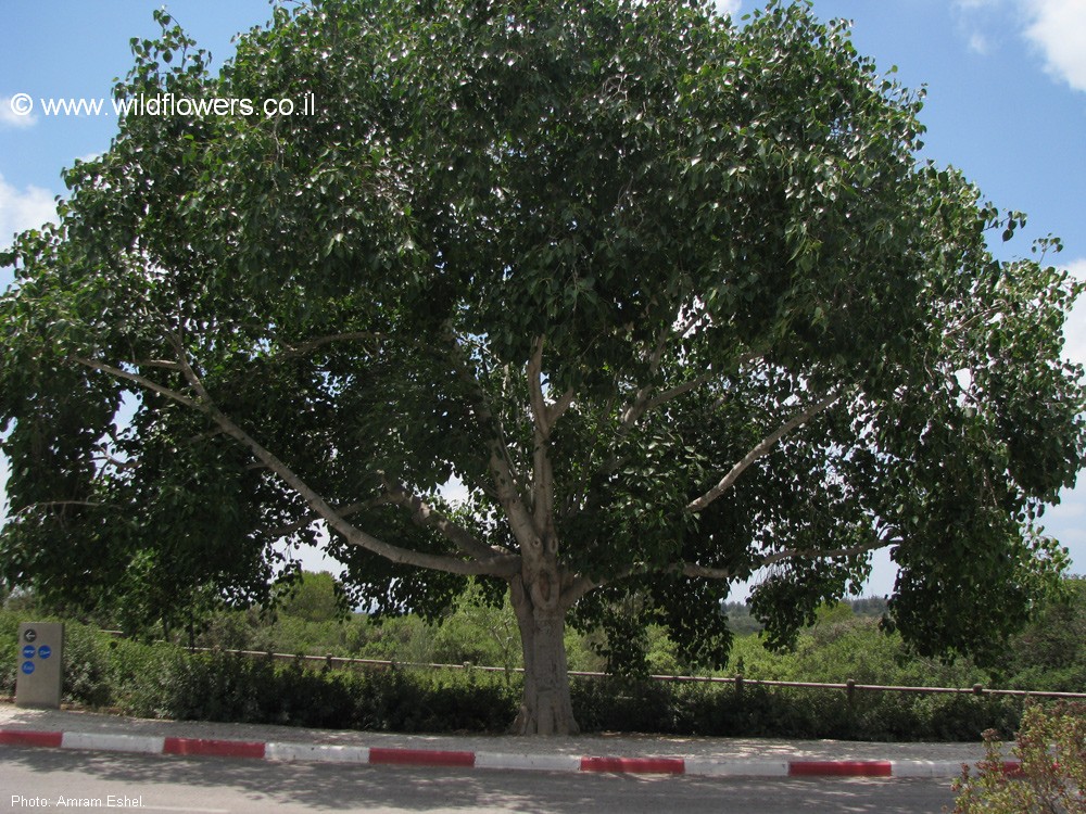 Ficus religiosa