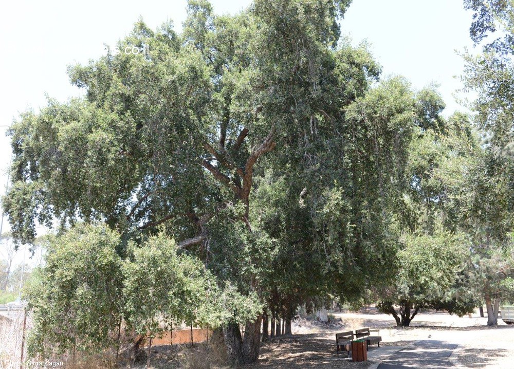 Quercus suber