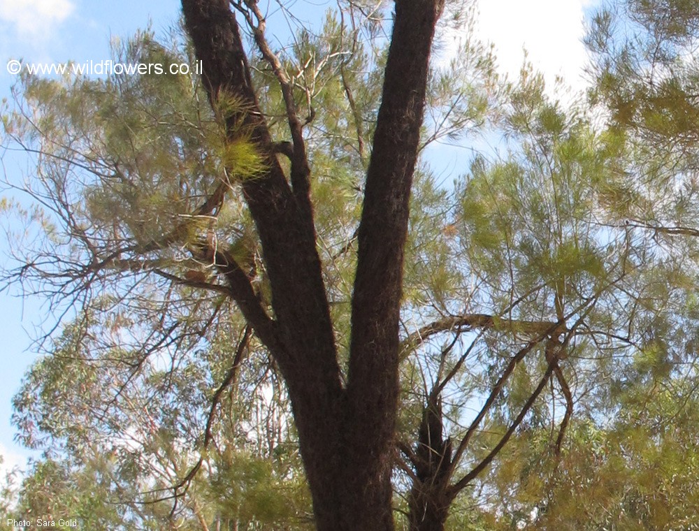Allocasuarina inophloia