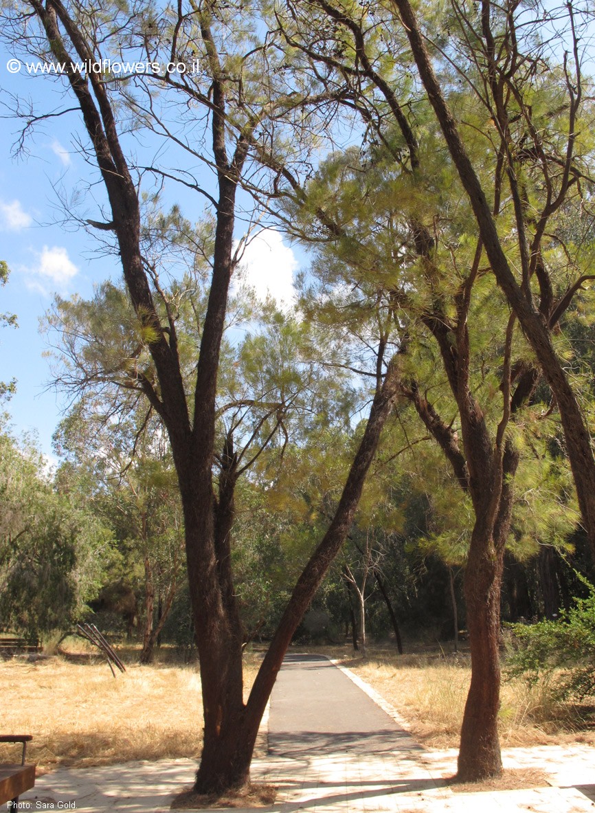 Allocasuarina inophloia