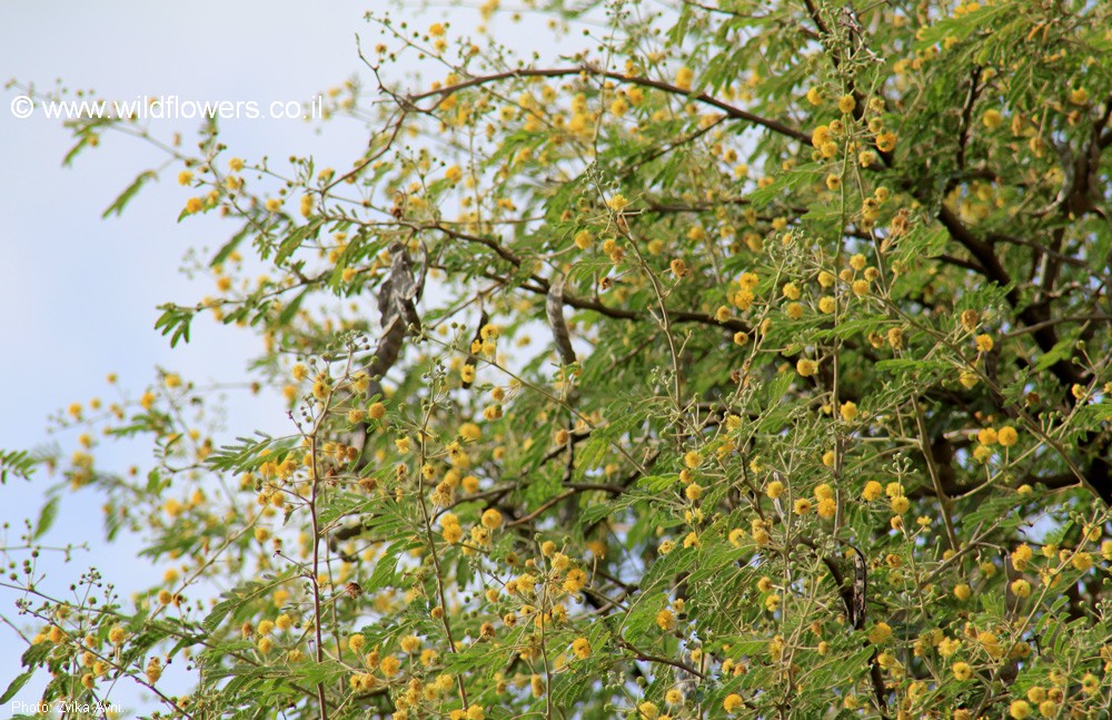 Vachellia nilotica
