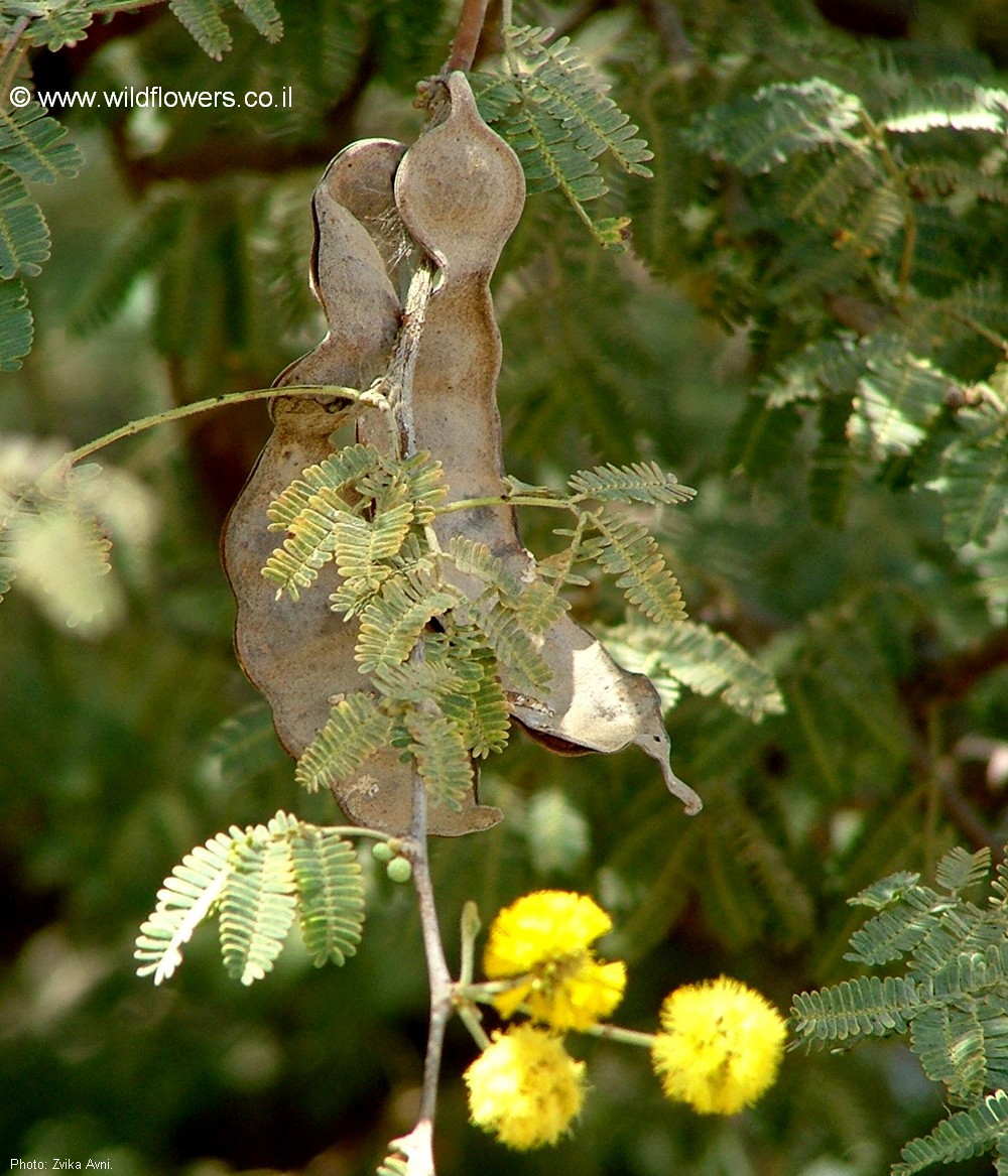 Vachellia nilotica