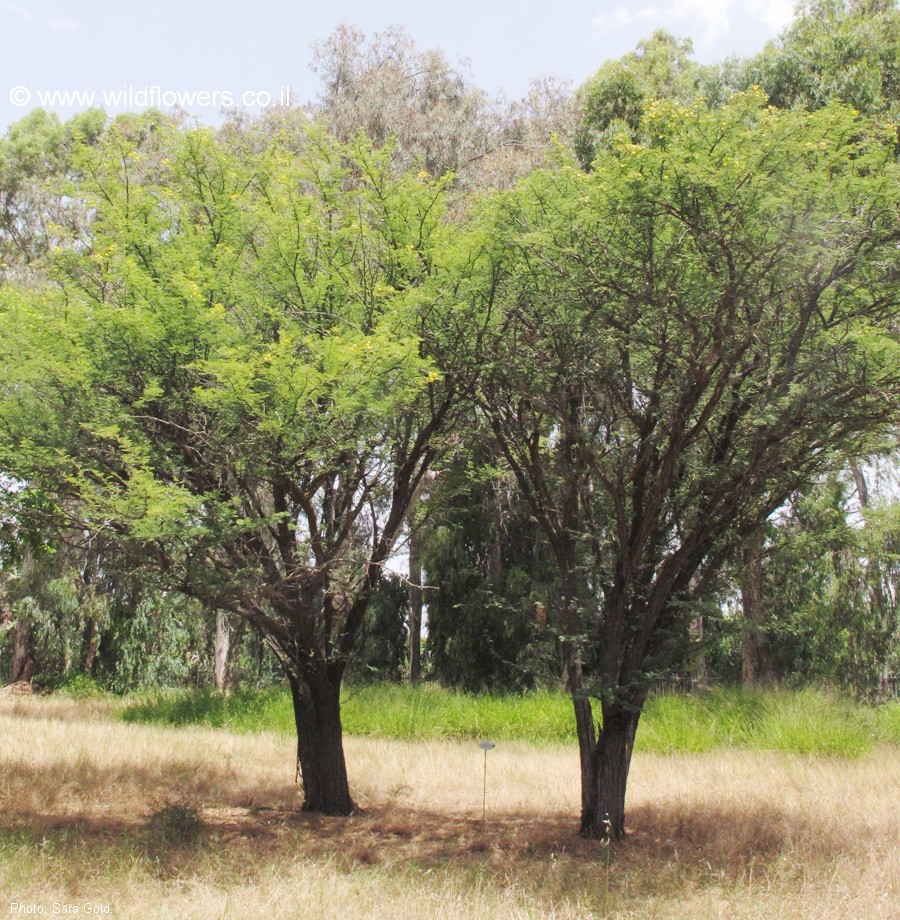 Vachellia nilotica