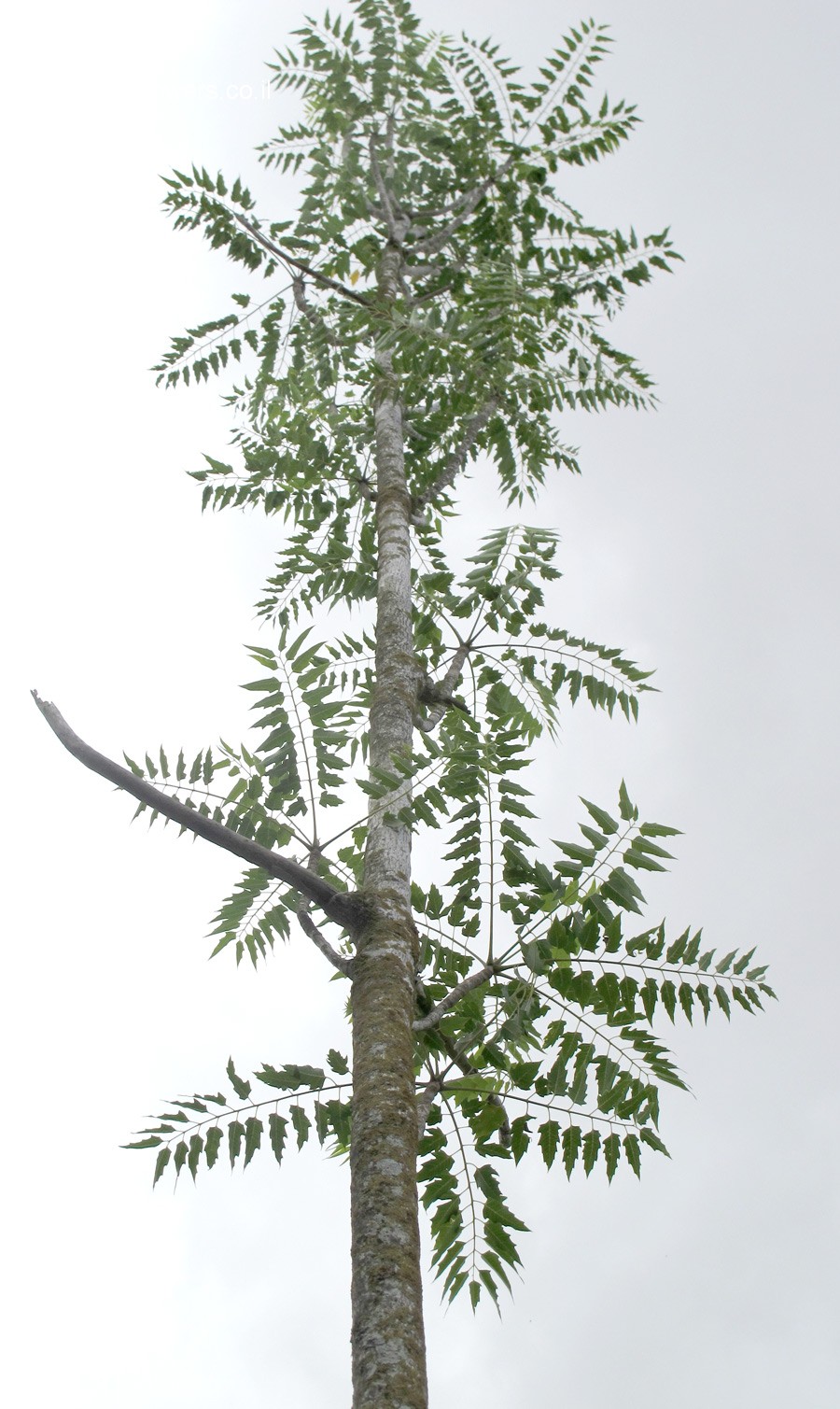 Ailanthus excelsa