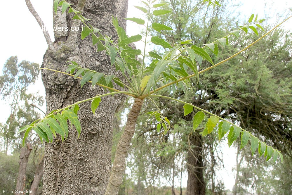 Ailanthus excelsa