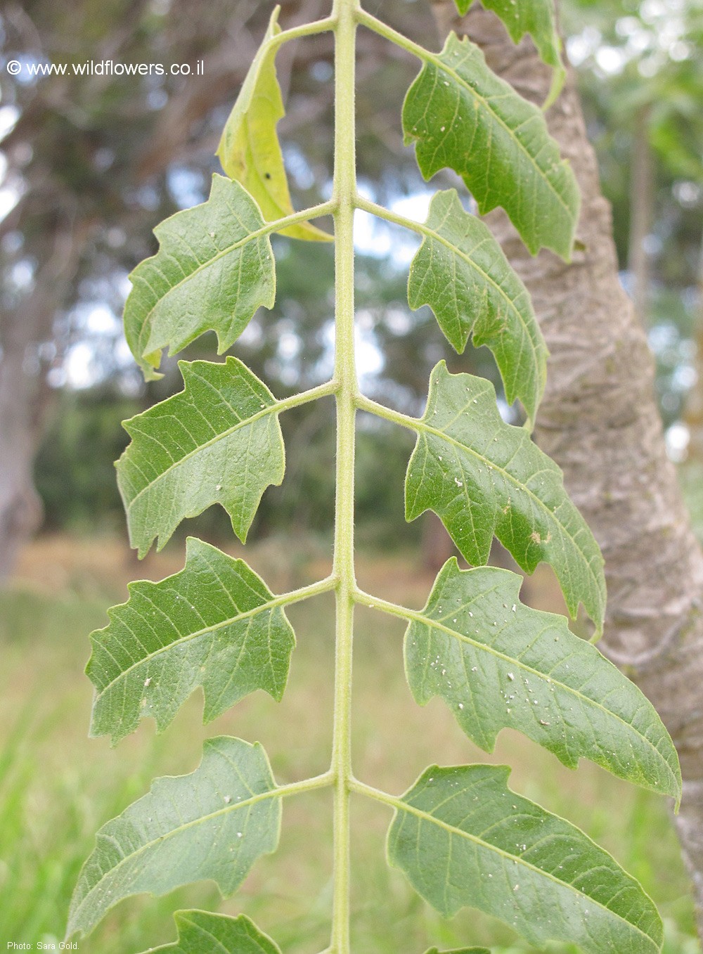 Ailanthus excelsa