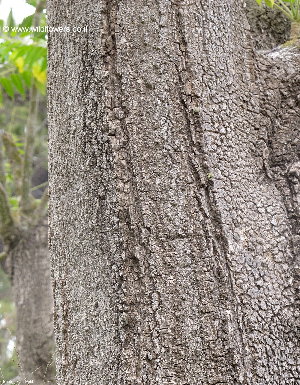 Ailanthus excelsa