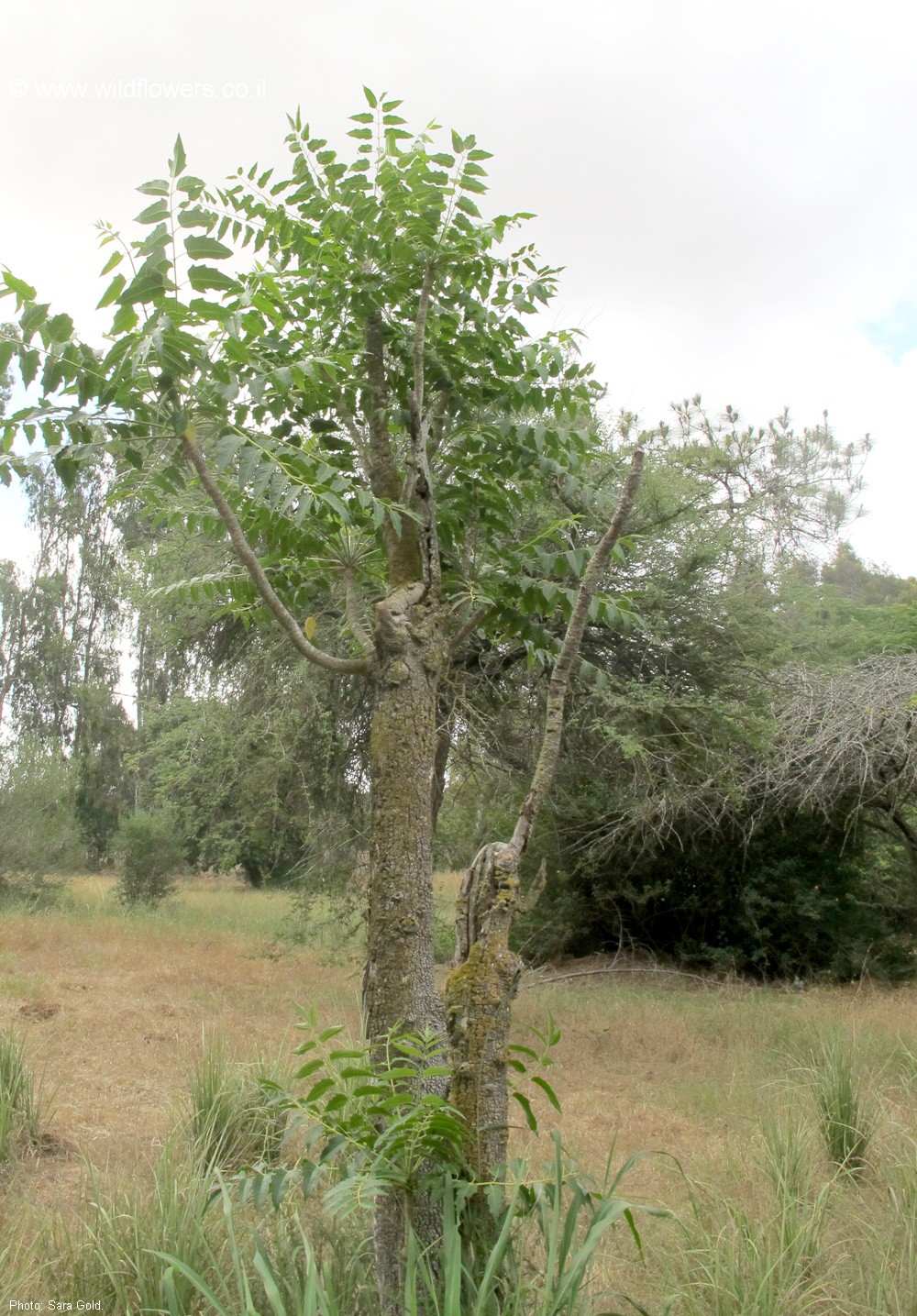 Ailanthus excelsa