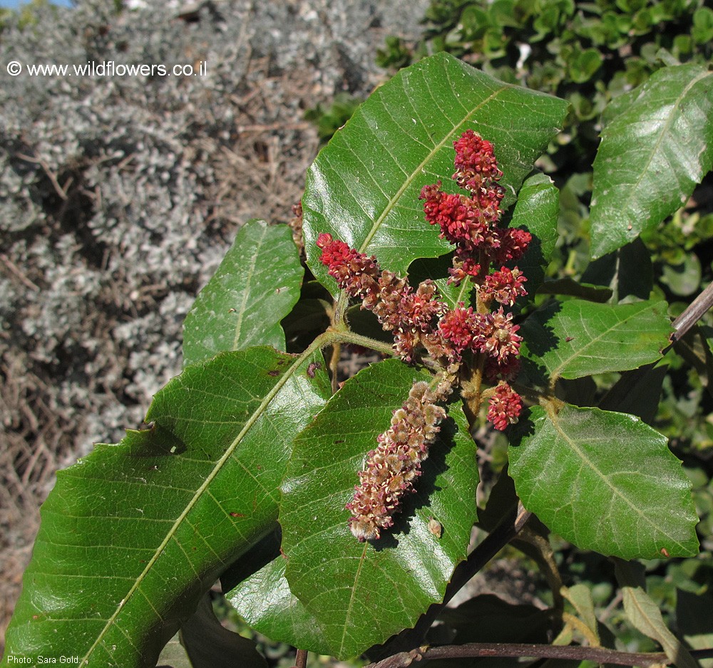Alectryon tomentosus