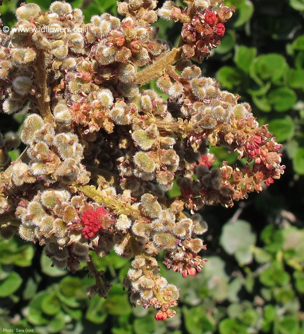 Alectryon tomentosus