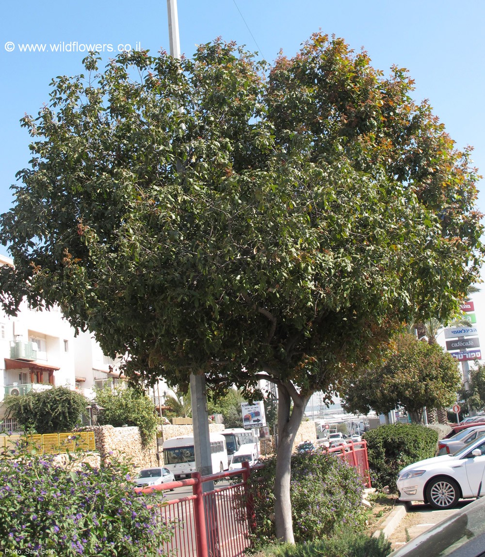 Alectryon tomentosus