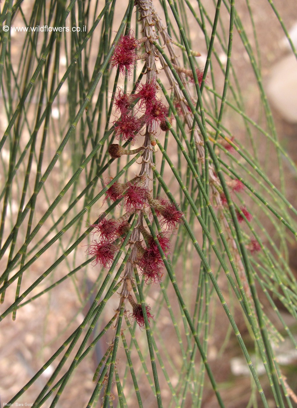 Allocasuarina torulosa