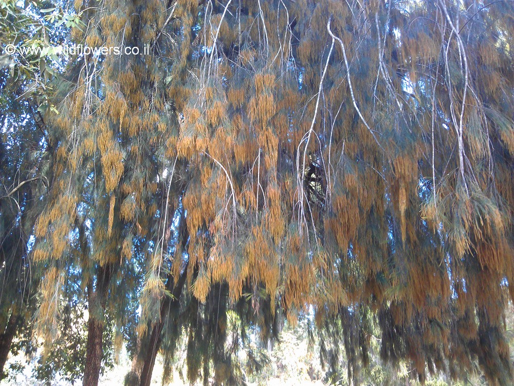 Allocasuarina torulosa